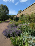 A Celebration of Summer Flowers