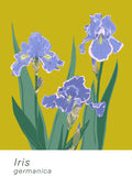 Iris pantone