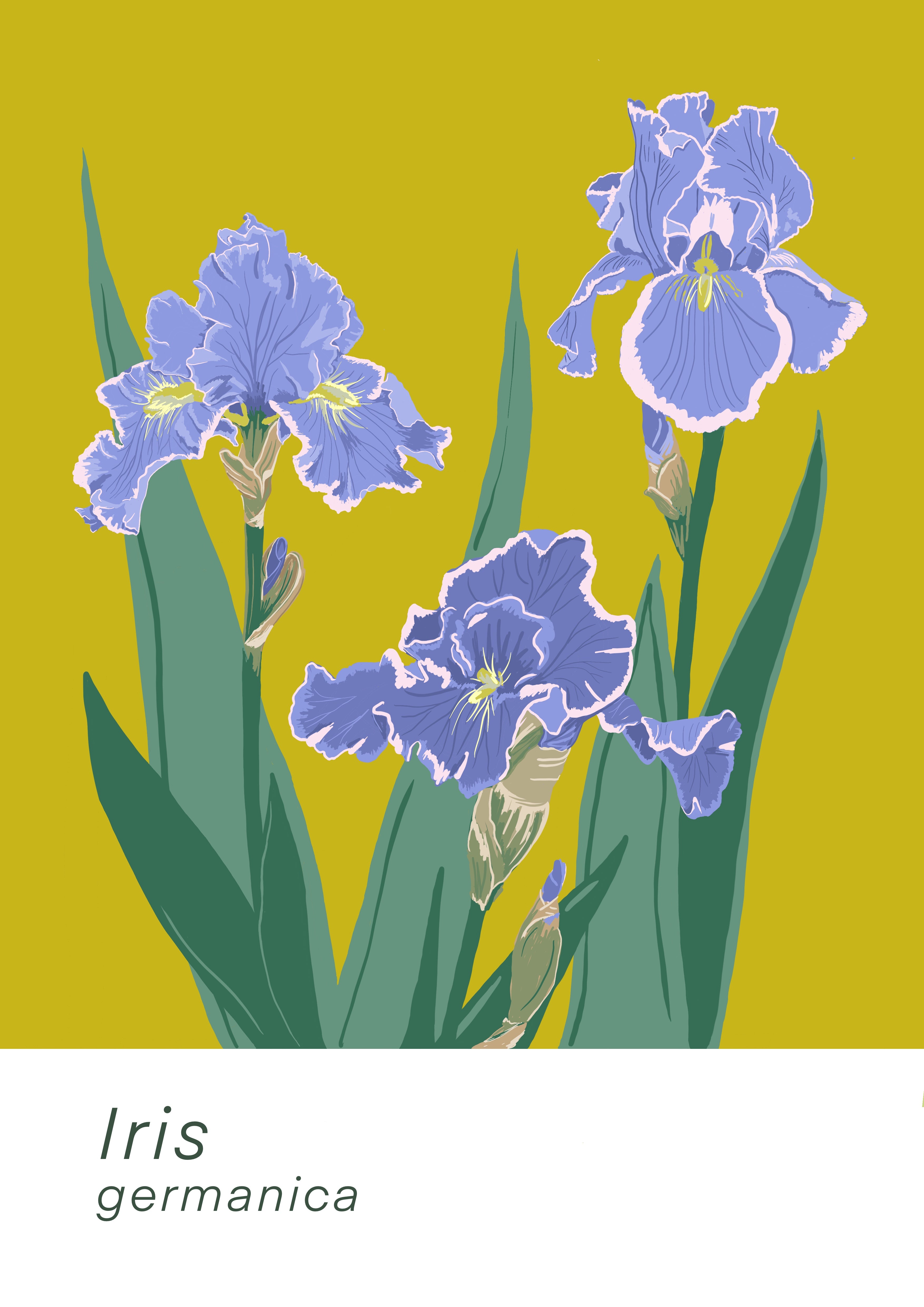 Iris pantone